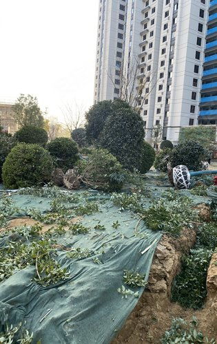 建業(yè)天璽綠化施工正式啟動，匠心打造生態(tài)宜居社區(qū)